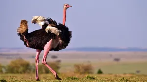 Ostrich — ranked #32