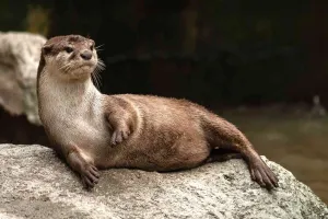Otter — ranked #16