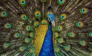 Peacock — ranked #27