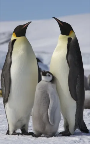 Penguin — ranked #9