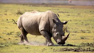 Rhino — ranked #11