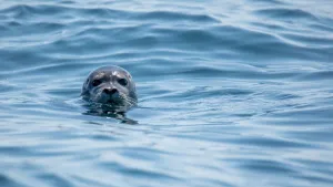 Seal — ranked #17