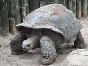 Tortoise — ranked #21
