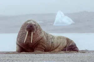 Walrus — ranked #26
