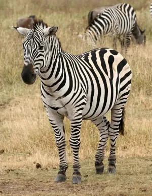 Zebra — ranked #7
