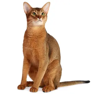 Abyssinian — ranked #6