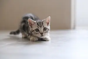 American Shorthair — ranked #9