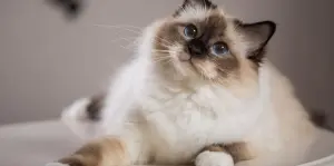 Birman — ranked #7