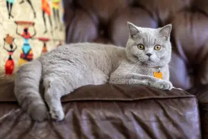 British Shorthair — ranked #10