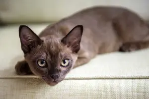 Burmese — ranked #13
