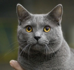 Chartreux — ranked #28