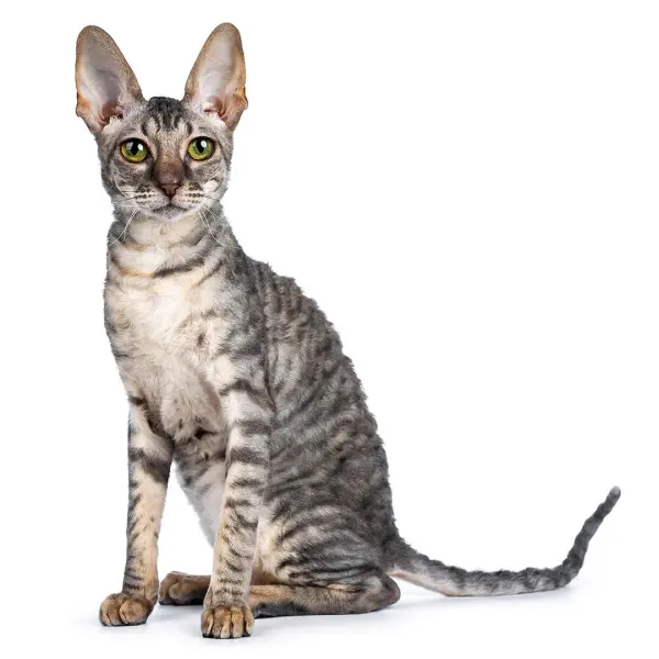Cornish Rex - ranking option ranked #18