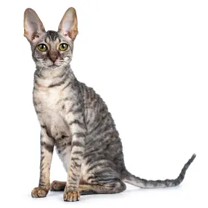 Cornish Rex — ranked #18