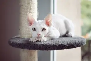 Devon Rex — ranked #17