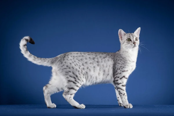 Egyptian Mau - ranking option ranked #26