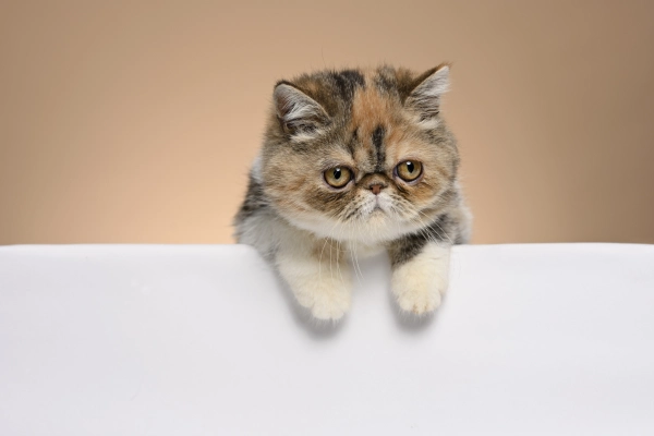 Exotic Shorthair - ranking option ranked #19