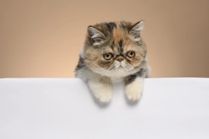 Exotic Shorthair — ranked #19