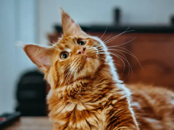 LaPerm - ranking option ranked #31