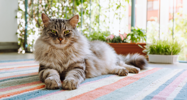Maine Coon - ranking option ranked #2