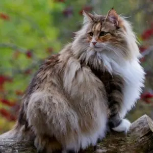 Norwegian Forest Cat — ranked #14