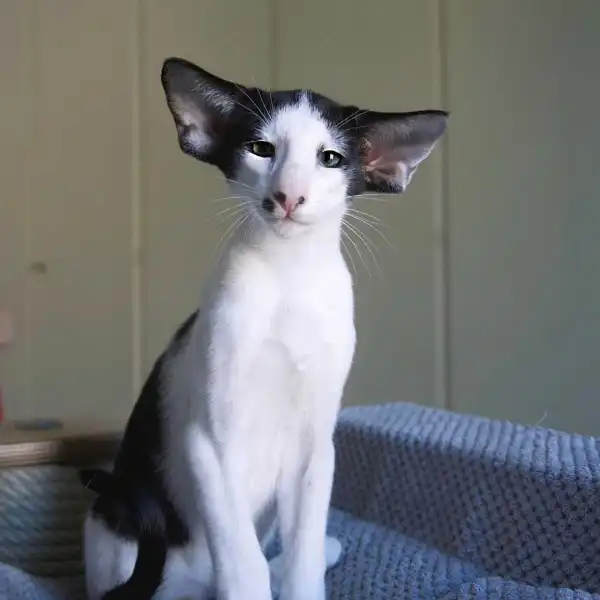 Oriental Shorthair - ranking option ranked #15