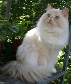 Ragamuffin — ranked #29
