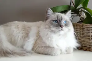 Ragdoll — ranked #4