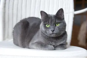 Russian Blue — ranked #12