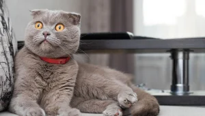Scottish Fold — ranked #8