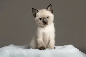 Siamese — ranked #3