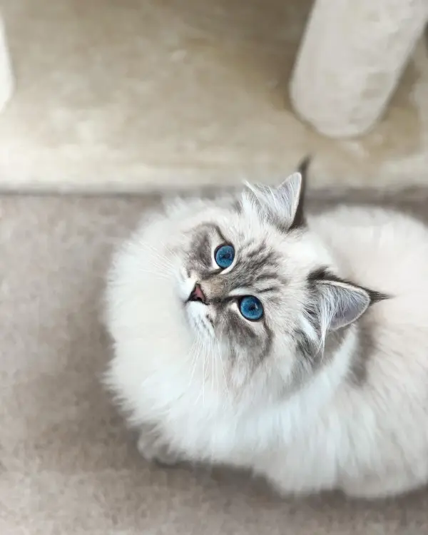 Siberian - ranking option ranked #20