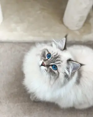 Siberian — ranked #20