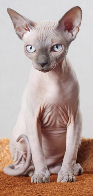 Sphynx — ranked #11