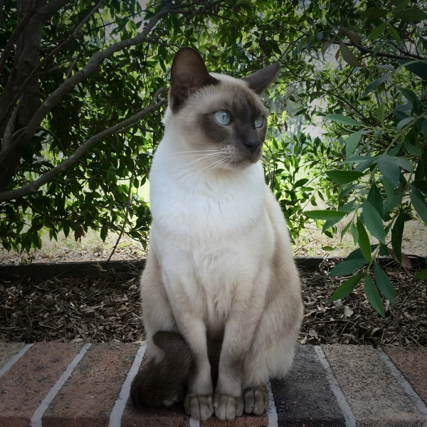 Tonkinese - ranking option ranked #25