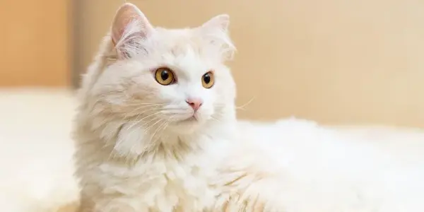 Turkish Angora - ranking option ranked #22