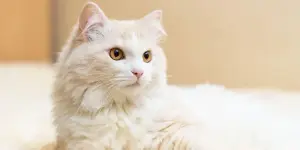 Turkish Angora — ranked #22