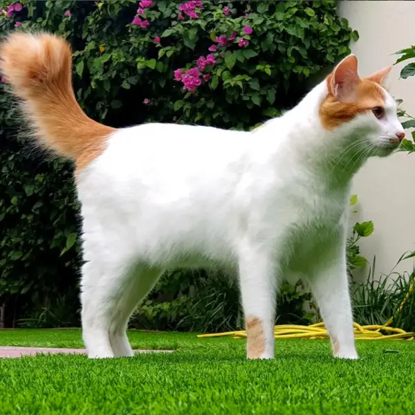 Turkish Van - ranking option ranked #23