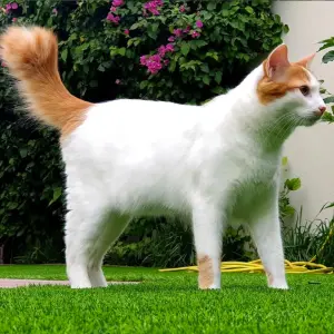 Turkish Van — ranked #23