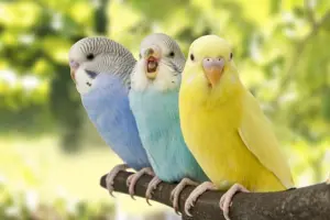 Bird — ranked #10