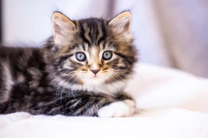 Cat — ranked #2