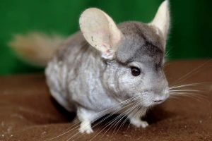 Chinchilla — ranked #16