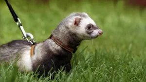 Ferret — ranked #12