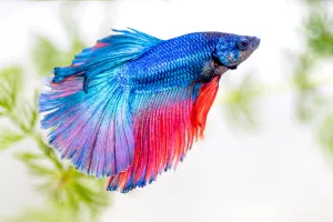 Fish — ranked #9