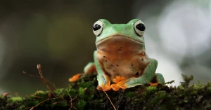 Frog — ranked #15