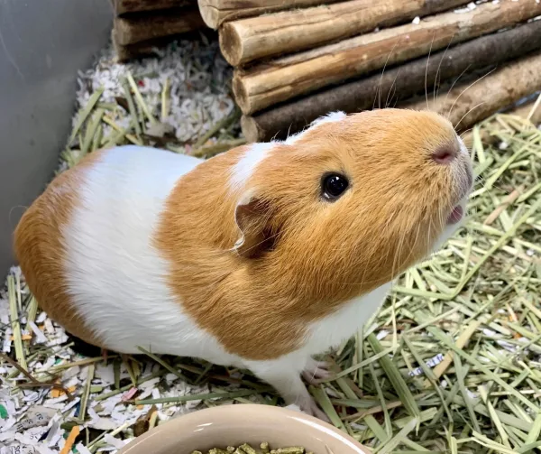 Guinea Pig - ranking option ranked #6
