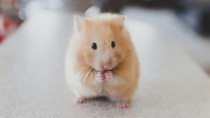 Hamster — ranked #6