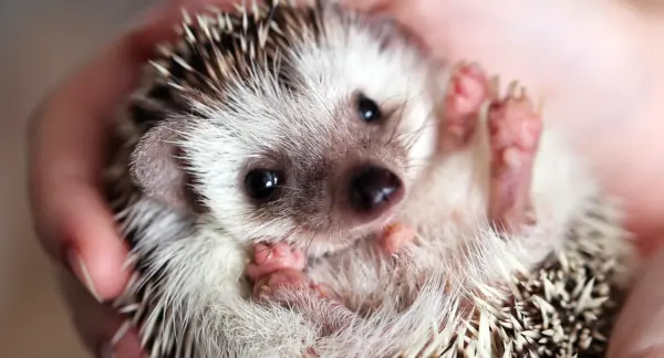 Hedgehog - ranking option ranked #14