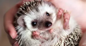 Hedgehog — ranked #8