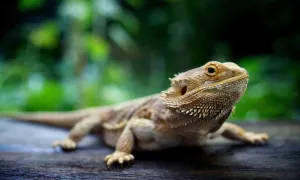 Lizard — ranked #14