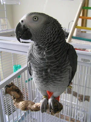 Parrot — ranked #4